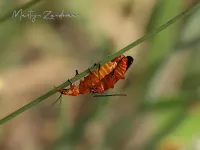 Weekschildkevers [Catharidae]